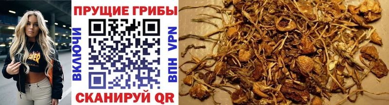 Псилоцибиновые грибы Cubensis Демидов